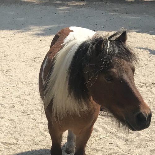 Kalle-Pony